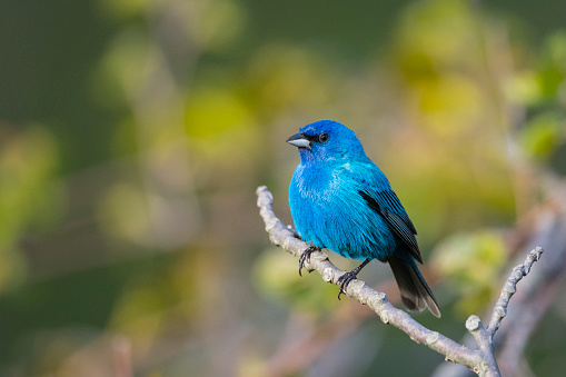 Indigo bunting male, passerina cyanea. Male blue bird.