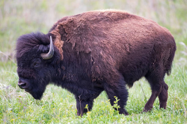 istock American Bison roaming the grasslands. 1281995068