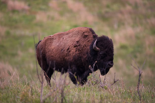 istock American Bison roaming the grasslands. 1281995158