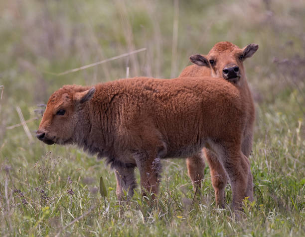 istock American Bison roaming the grasslands. 1281995167