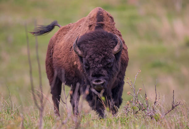 istock American Bison roaming the grasslands. 1281995913