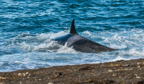 istock Orca, patagonia, Argentina 1281996090