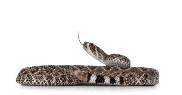 istock Baby Daimondback rattlesnake on white 1281996976