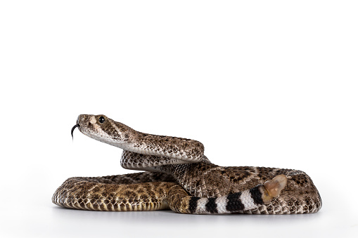 Side view of young Daimondback rattlesnake aka Crotalus atrox snake. Isolated on white background. Both head and rattle in focus.