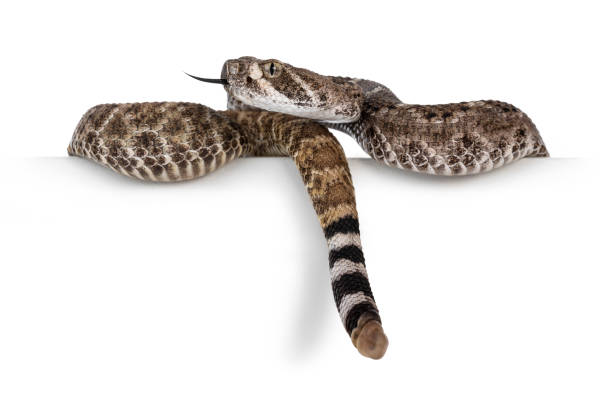 赤ちゃんダイモンドバックガラガラヘビオンホワイト - rattlesnake snake nature animals and pets ストックフォトと画像