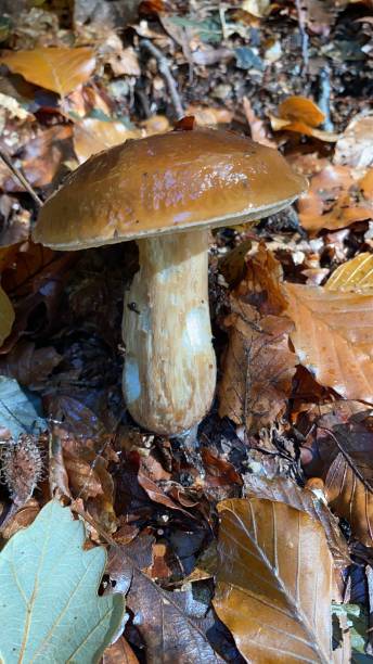 istock Autumn north Italian mushrooms 1281997405