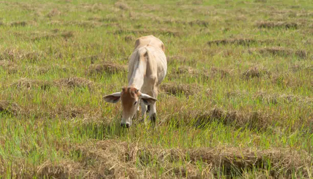 Photo of Cows eating green rice and grass field in Kanchanaburi district, Thailand in travel vacation concept. Animals in agriculture farm.