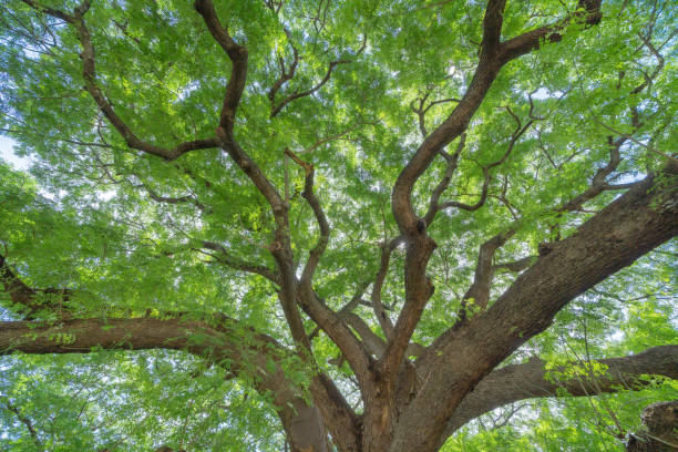 istock Nature green tree in forest or park with sunlight flare. Pattern texture background in spring season in ecology, holiday vacation and travel concept. Fresh relaxation. 1281998117