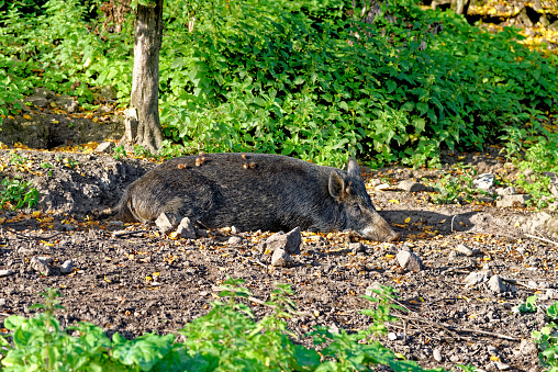 Wild hogs in the forest. Wild boar are also known by various names, including wild hogs or simply boars.