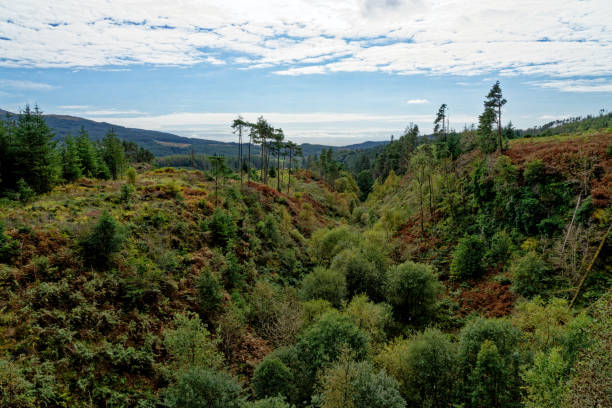 vista do galloway forest park - dumfries e galloway - escócia - galloway - fotografias e filmes do acervo