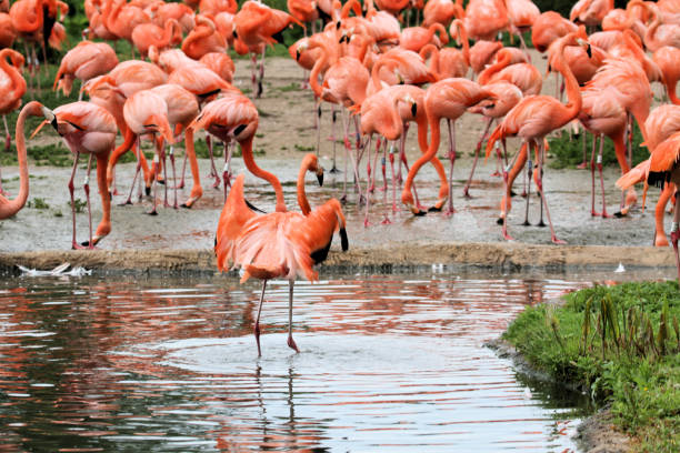 istock A view of a Flamingo 1282000624