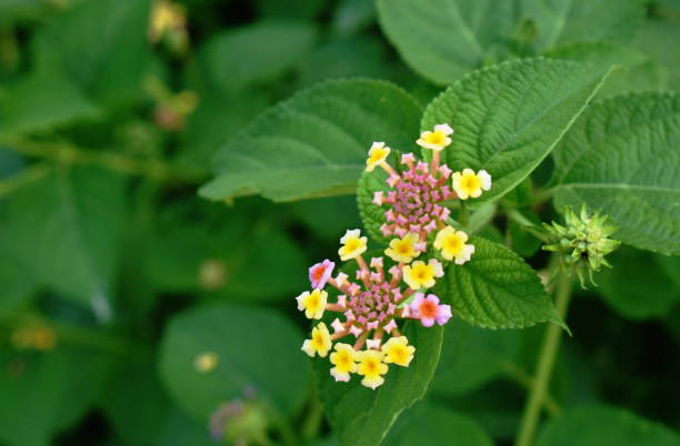 istock Lantana colorful tropicl flower blooming 1282001055