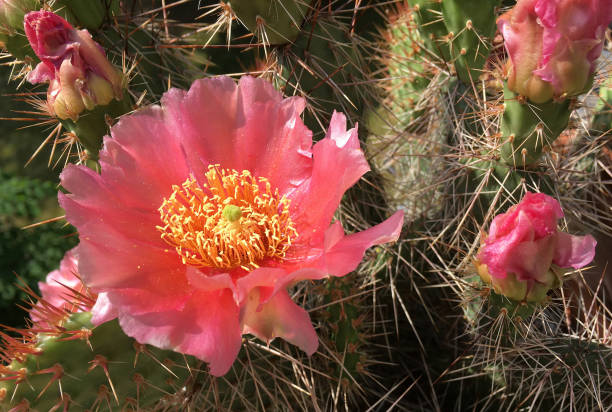 istock Flowering cactus Echinocereus coccineus - United States. 1282001131