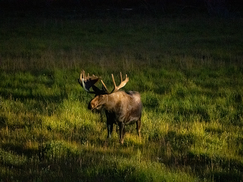 Authentic night shot of Moose foraging in Rocky Mountain National Park