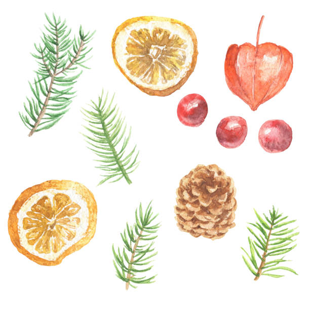 istock Watercolor hand drawn Christmas clip-art, fir branches with citrus and berries, isolated on white background. Winter holidays festive design. 1282003500