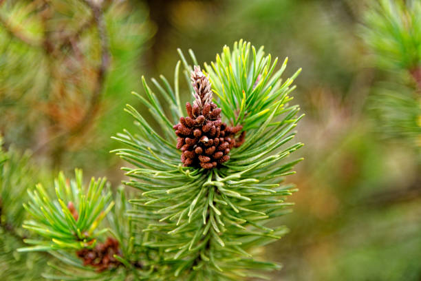 istock Evergreen forest or wood - Nature and environment 1282004417