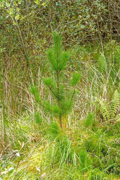 istock Evergreen forest or wood - Nature and environment 1282004426