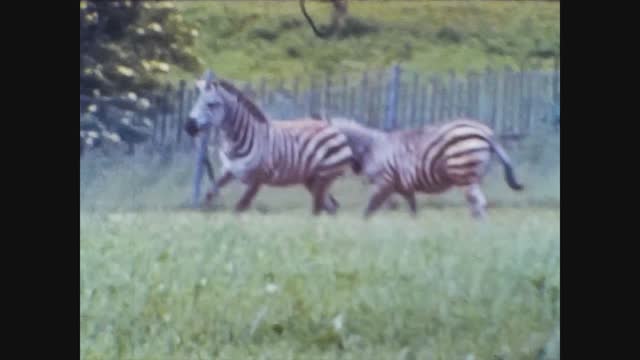 United Kingdom 1966, Zebra at the zoo
