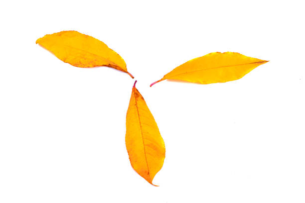 Three beautiful yellow peach leaves isolated on white background