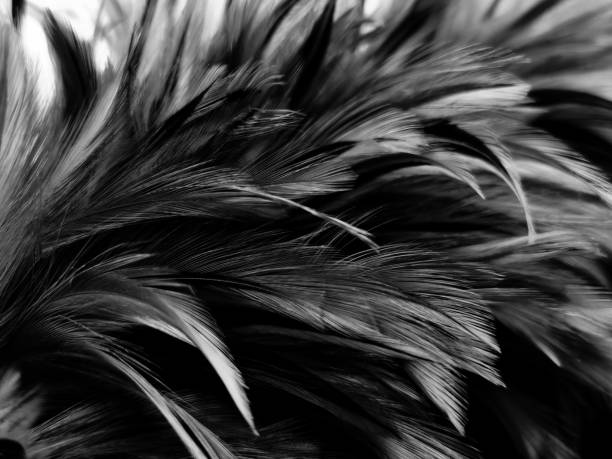 istock Beautiful abstract black feathers on white background and soft white feather texture on white pattern, dark theme wallpaper, gray feather background, black banners, dark texture 1282005677