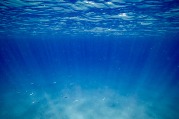 istock Fish swimming in the blue waters of Hawaii 1282005956