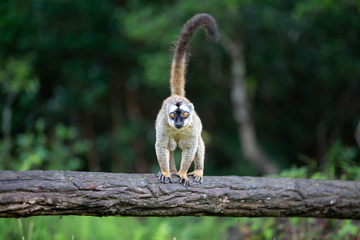 Ring-tailed Lemur sitting