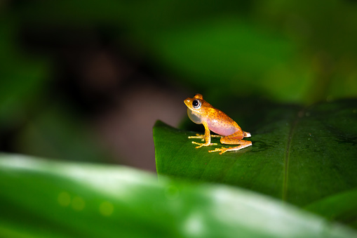A Red-eyed tree frog at is seen at night on a plant leaf.  The frog has red eyes, orange feet, blue legs and a green body.  The lighting on the frog makes looks like it is in a studio.  However, the frog was photographed in a pond in the rainforest jungle of Costa Rica.  The red eyed tree frog is very iconic in Central America.