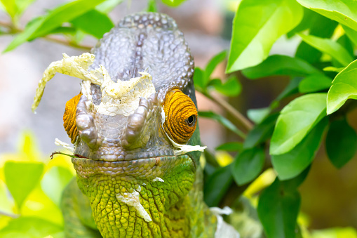 Cute chameleon on green background