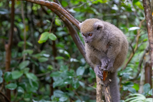 monkeys at monkey hill, Phuket city