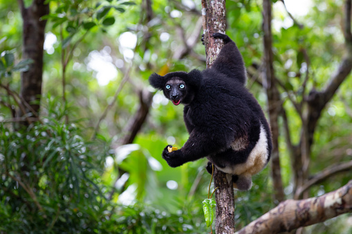 An Indri lemur on the tree watches the visitors to the park in Madagascar, Madagascar