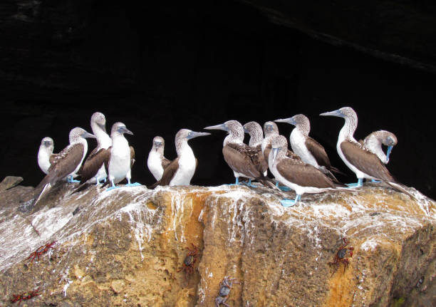 istock Blue-footed boobies get together in uniform 1282006185
