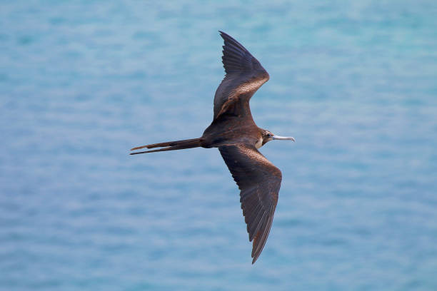 istock Flying over the frigate bird 1282006188