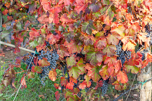 Foliage in Lambrusco Grasparossa vineyard with color contrast between red leaves and the dark bunch of grapes