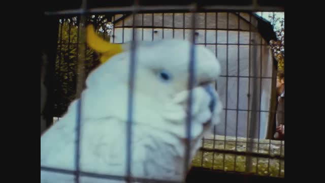 United Kingdom 1970, Parrot in cage