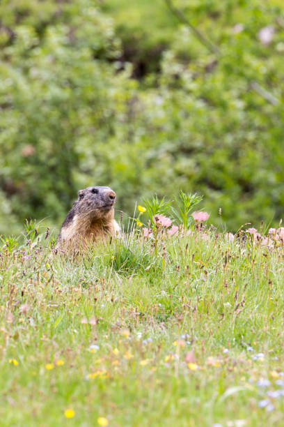 istock A view of alpine marmot during spring 1282011151