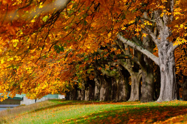 Chestnuts on the path