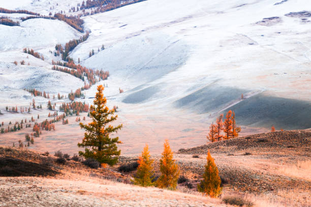 Snow-covered mountains with yellow trees. Snow-covered mountains with yellow trees. Autumn landscape of Kurai steppe in Altai, Siberia, Russia. altai nature reserve photos stock pictures, royalty-free photos & images