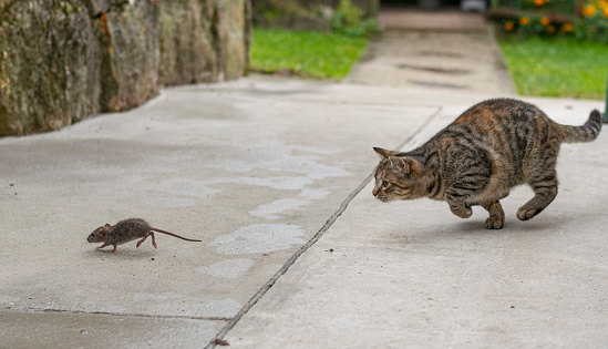 Young cat catching a mouse.