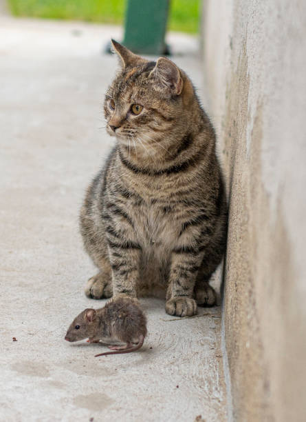 istock A mouse (Mus musculus) standing in front of  the grey stripped young cat. Grey cat with the mouse. 1282013866