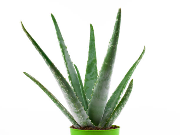 istock Potted aloe vera plant isolated on white 1282014156