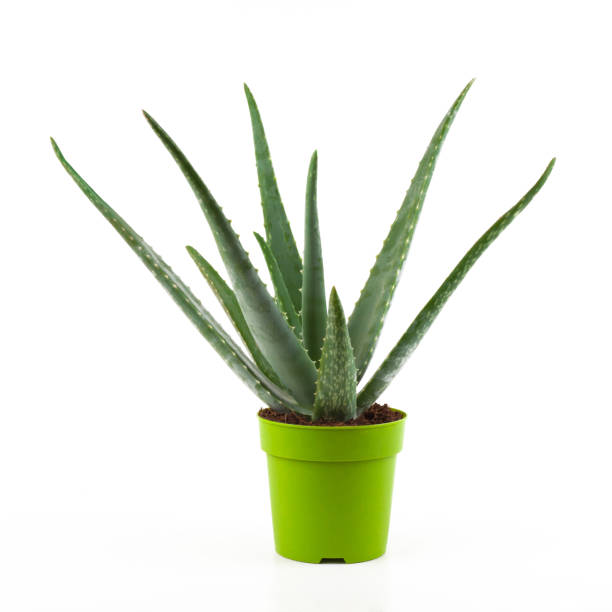 istock Potted aloe vera plant isolated on white 1282014158