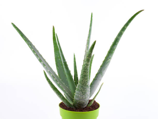 istock Potted aloe vera plant isolated on white 1282014168