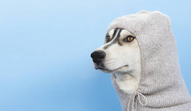 istock The funny husky in a hood 1282015525