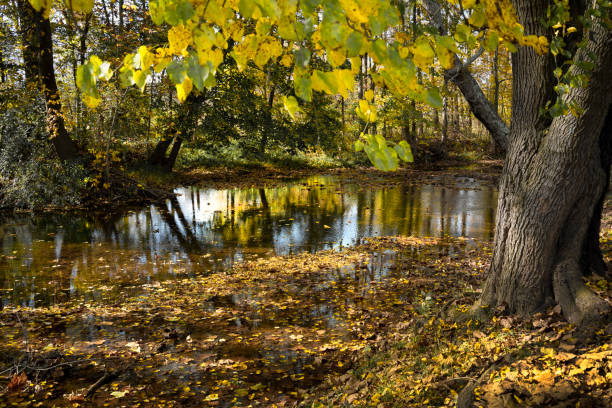 Scenic landscape autumn image of yellow leaves and pond with reflections.