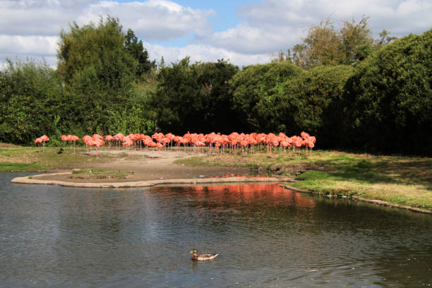istock A view of a Flamingo 1282017616