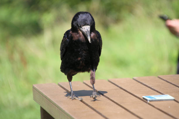 istock A view of a Rook 1282018485
