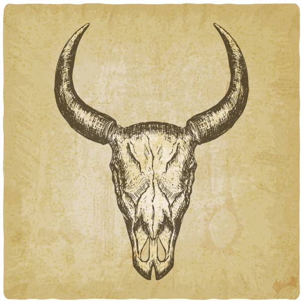 ręcznie rysowana czaszka bawołów na tle vintage - horned death dead texas longhorn cattle stock illustrations