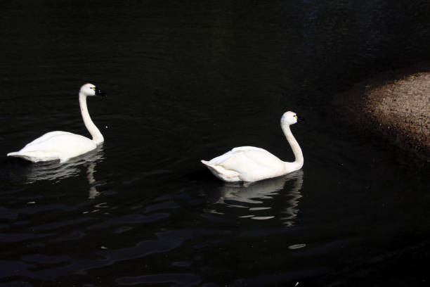 A view of a Whistling Swan at Slimbridge Nature Reserve