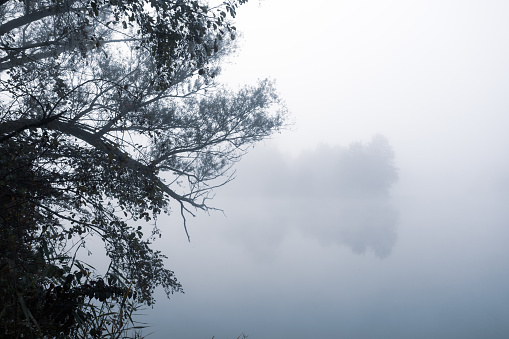 Lake in morning light covered with fog, captivating willow trees on the side. Beautiful landscape of plain river. Mystic foggy swamp. Beautiful tranquil landscape of misty swamp lake with fog.