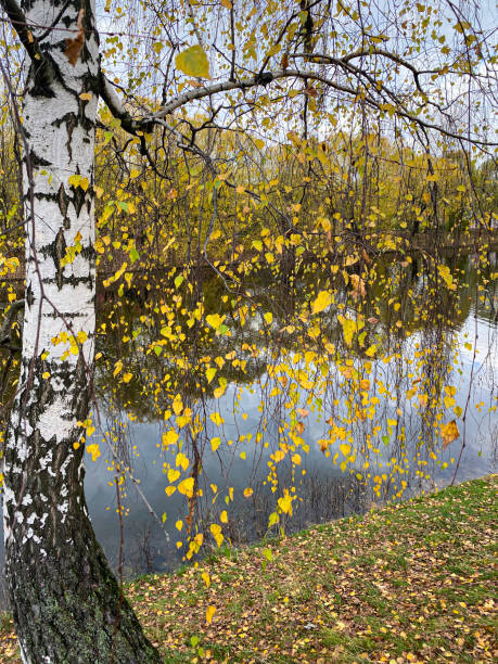 Birch with autumn foliage near the pond. Mobile photo